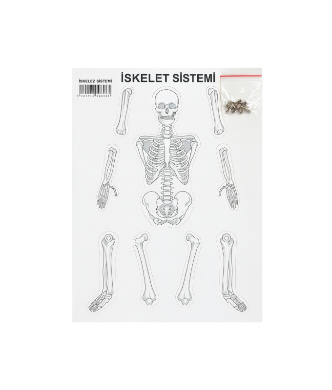 MRC İSKELET SİSTEMİ 24 LÜ